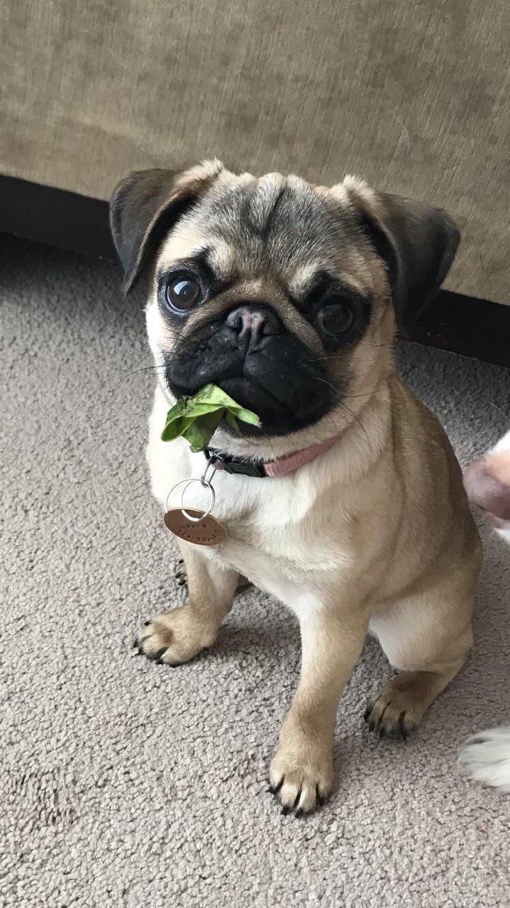 12 Reasons Pugs Are The Best