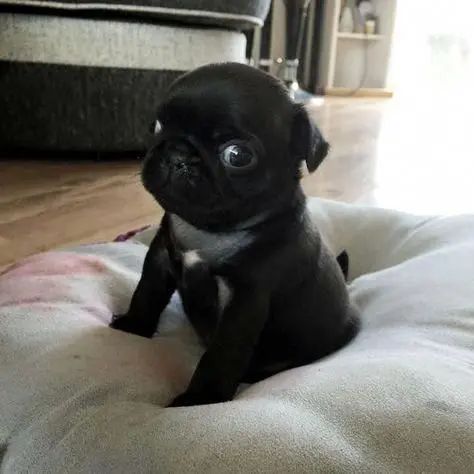 14 Photos Of Pug Puppies That Will Captivate You (1)