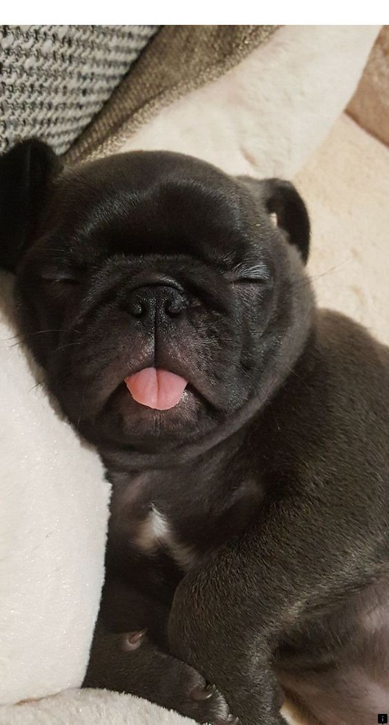 14 Photos Of Pug Puppies That Will Captivate You (2)