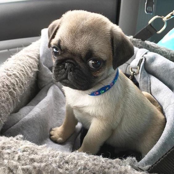 14 Photos Of Pug Puppies That Will Captivate You