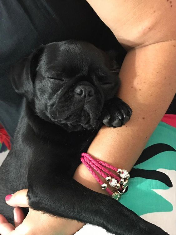 14 Pug Pictures That Will Brighten Your Day