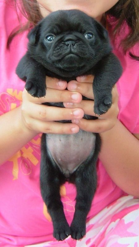 30 Best Dog Names For Perfect Pugs [PICTURES]