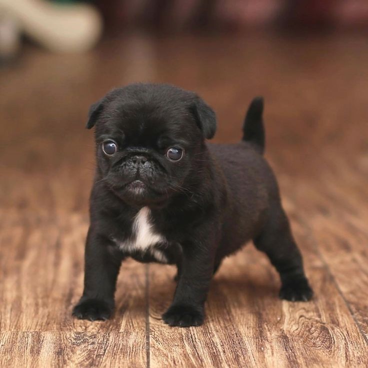 Cute Pug Puppy