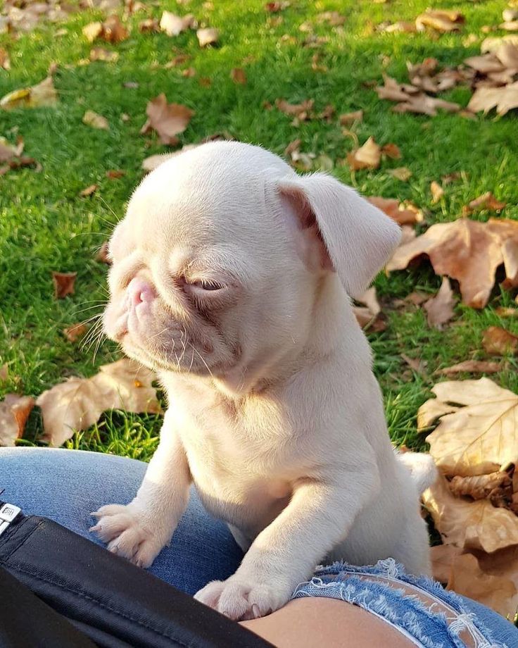 Meet One Of The Rarest Dogs In The World, A Pink Pug Named Milkshake