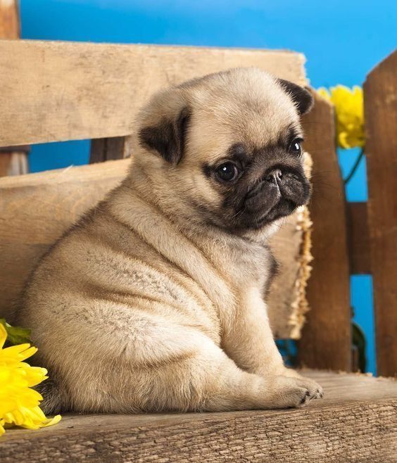 Pug Puppy Spring Flowers Stock Photo 134834381 _ Shutterstock