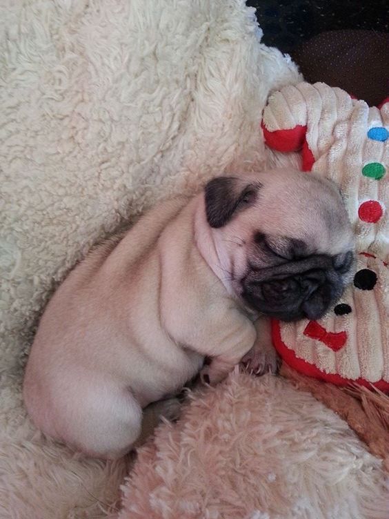 The 36 Funniest Pug Sleeping Positions