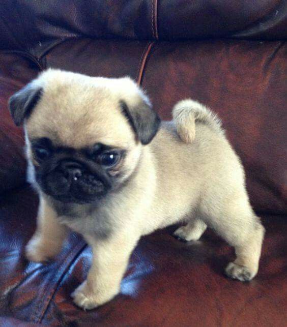 petite puppy pug