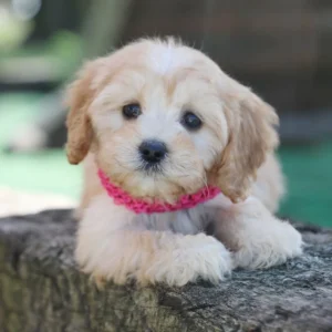 Cavapoo