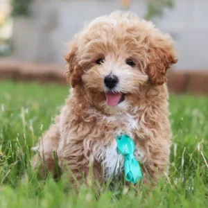 Maltipoo