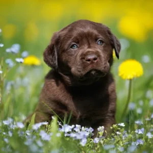 Labrador Retriever