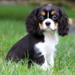 Cavalier King Charles Spaniel