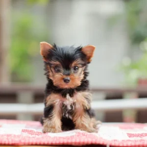 Yorkshire Terrier