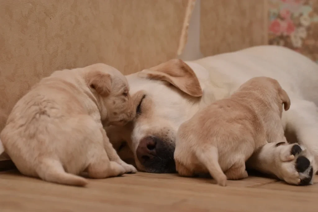 4a1c84aba1cd9f179cc9b87379725b1f6c3de02d