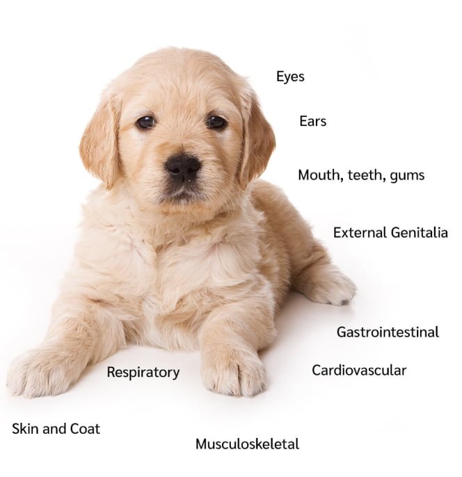 ps promise nose to tail