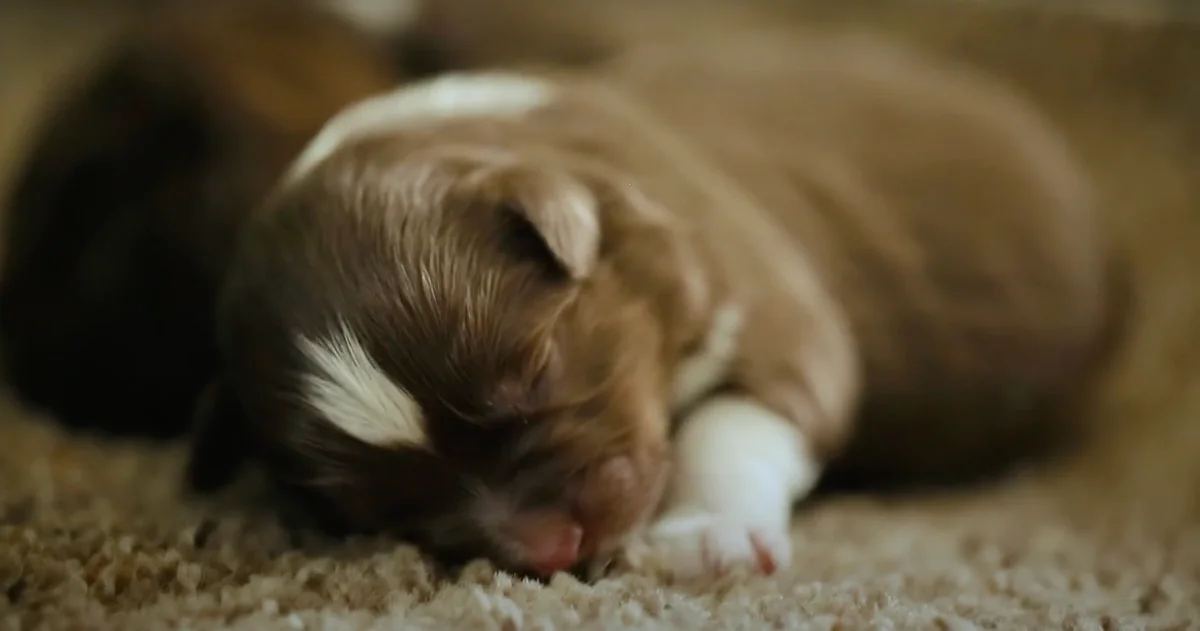 c7f8d443f7c3a42fbb278147009d70f3603ef25a